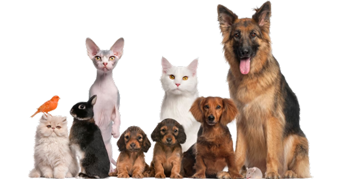Various pets